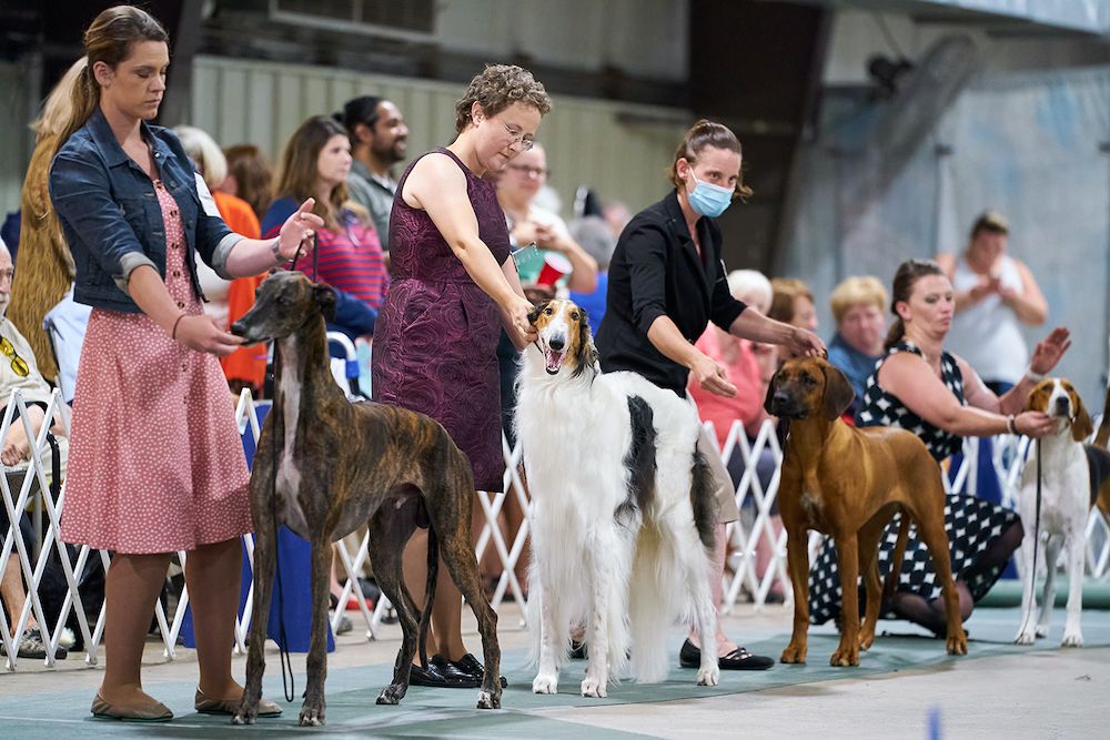 2021 Northern Maryland and National Capitol kennel clubs